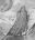 Grey_Wanderer