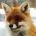 OldFox